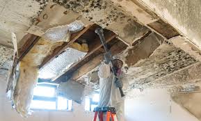 Professional Mold Removal & Remediation in Delavan, IL